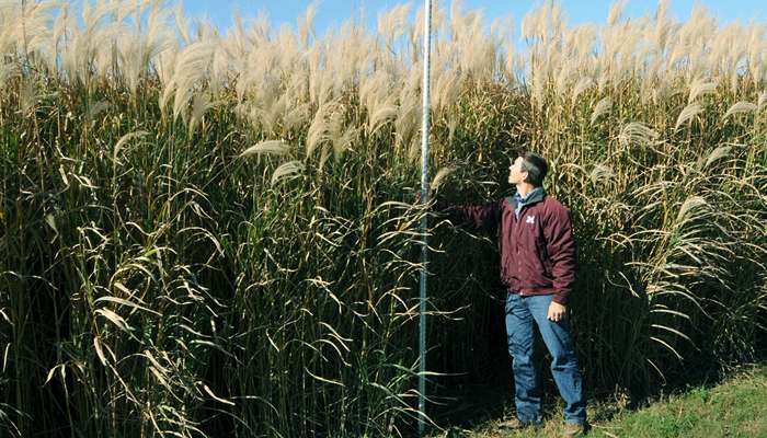 Le miscanthus, une ressource pour demain