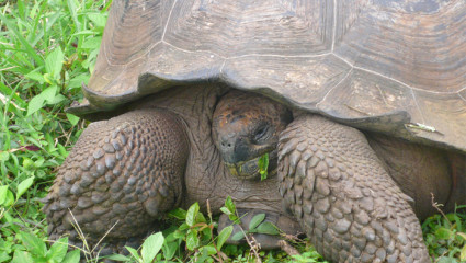 Tortue géante Geochelone abigdoni, sauvetage de l'espèce ?