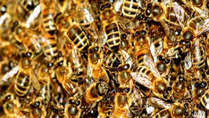 Abeilles en détresse, les apiculteurs ont le bourdon