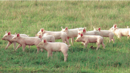 En Vendee, Bioporc rend au cochon son caractère
