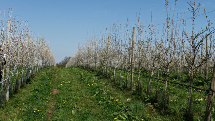 Côteaux Nantais :  voyage en biodynamie