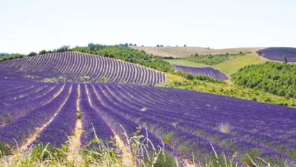 Florame au pays de la lavande