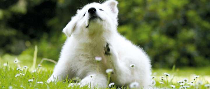 Soulager les allergies chez  les animaux 