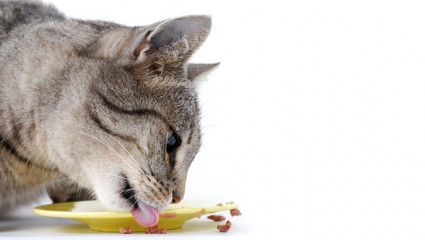 L’alimentation maison  pour chiens et chats 