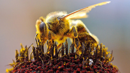 Le vaccin des abeilles