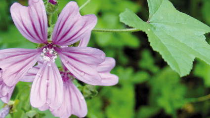 Les bonnes herbes du jardin