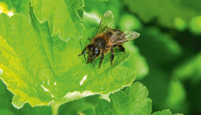 Le miellat douceur des abeilles