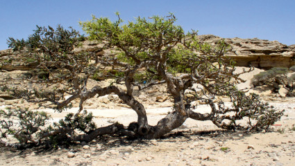 Asthme : bienfaits du Boswellia serrata