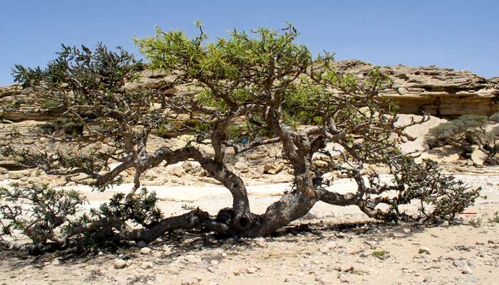 Asthme : bienfaits du Boswellia serrata