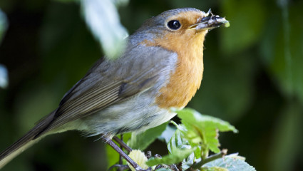 Attirer les oiseaux