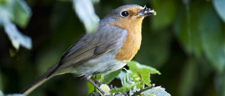 Attirer les oiseaux