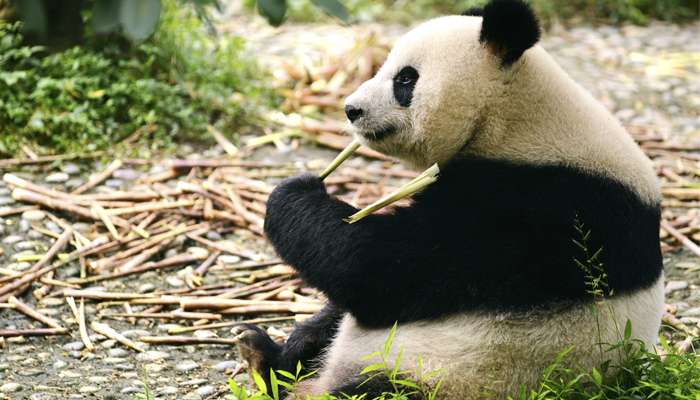 Le secret de l’énergie du futur  est-il dans les déjections de panda ?