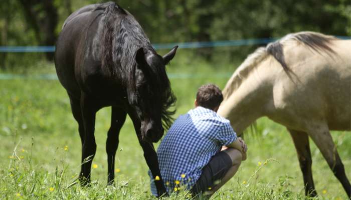 Le cheval, cet ami qui nous  redonne confiance en nous