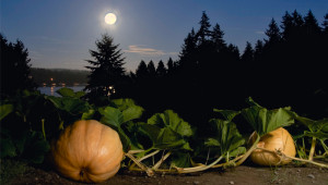 Jardiner avec la Lune