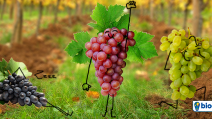 Foire aux vins, notre sélection Biocoop