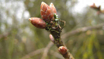 Les bourgeons du système endocrinien