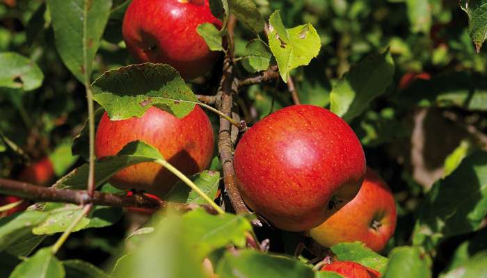 La pomme, un alicament à l'état brut 