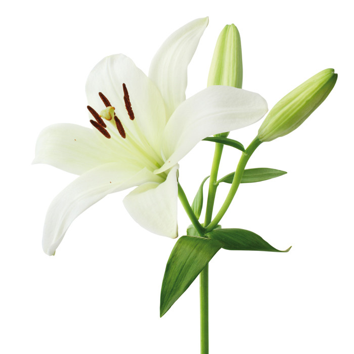 Lys