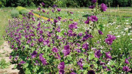 Culture et cueillette de plantes aromatiques 