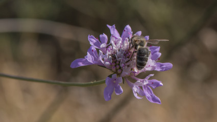 Néonicotinoïdes : les abeilles attendront encore