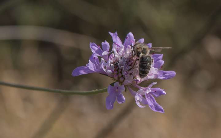Néonicotinoïdes : les abeilles attendront encore