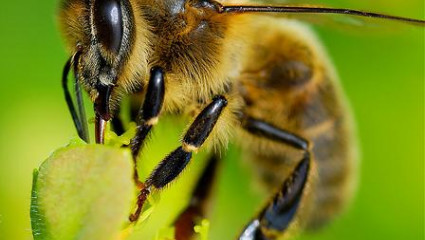 Disparition des abeilles : omerta sur les pesticides