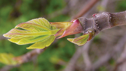 Gemmothérapie : les bourgeons sont-ils efficaces?