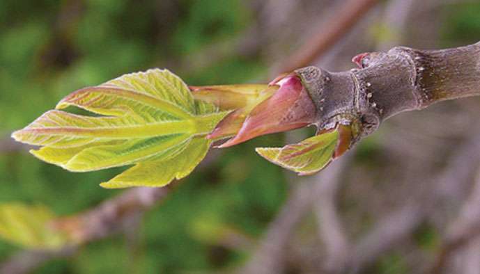 Gemmothérapie : les bourgeons sont-ils efficaces?