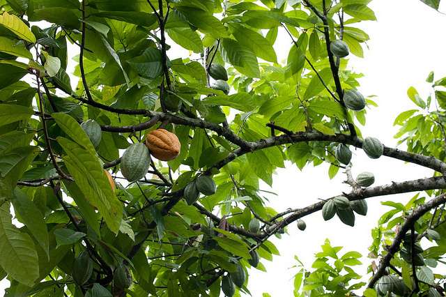 Cacao : la production mondiale mise sur des variétés hybrides