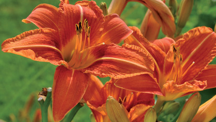 Des fleurs belles à croquer