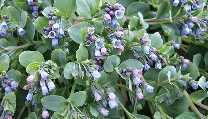 Une Plante Culinaire Au Gout D Huitre Bio Info