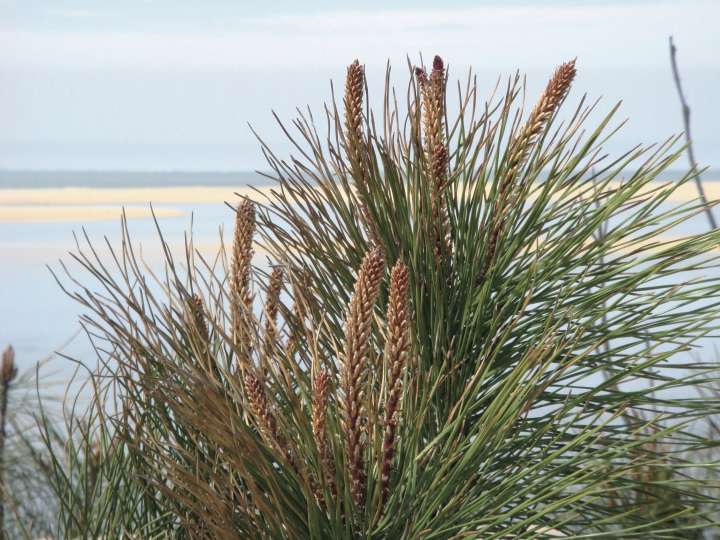 Le pycnogénol, force du pin des Landes