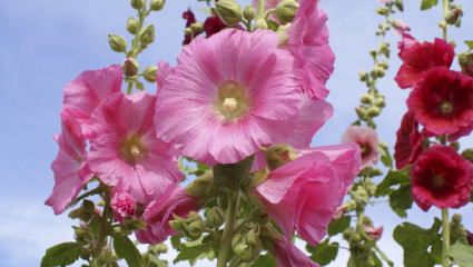 Plus de saveur avec les fleurs