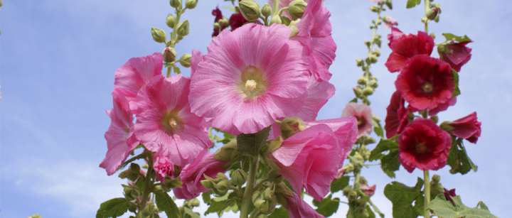 Plus de saveur avec les fleurs