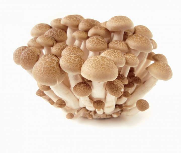 Stars de la mycologie : 7 champignons qui soignent 